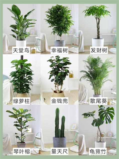 家里适合养什么植物|这17种适合室内养的大型植物，摆在家中大气又安心，不难养